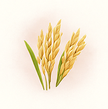 Fermented rice water filtrate