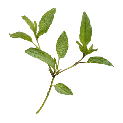 Tulsi (holy basil) extract